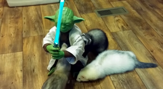 Yoda avec des furets