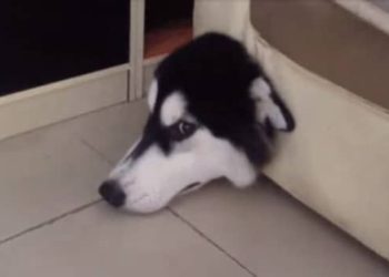 chien coincé dans canapé