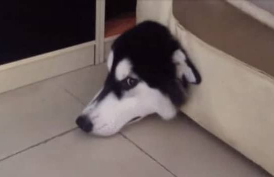 chien coincé dans canapé