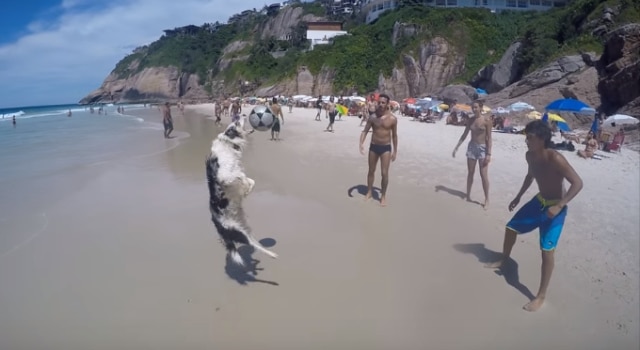 Un chien participe à une « brésilienne » sur une plage de Rio