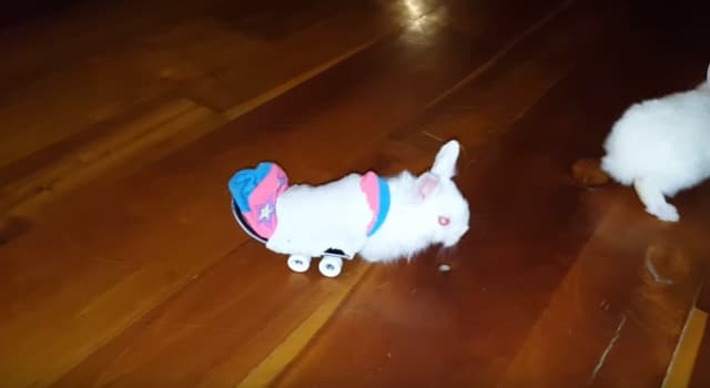 Un mini-skate pour un bébé lapin paralysé des deux pattes arrières