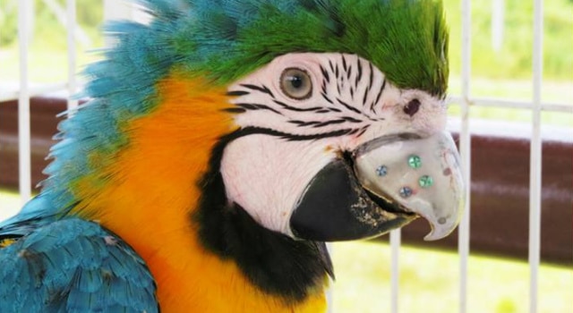 Un perroquet reçoit un bec en titane imprimé en 3D pour manger