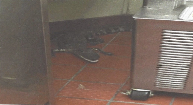 Arrêté pour avoir lancé un alligator vivant dans un fast-food