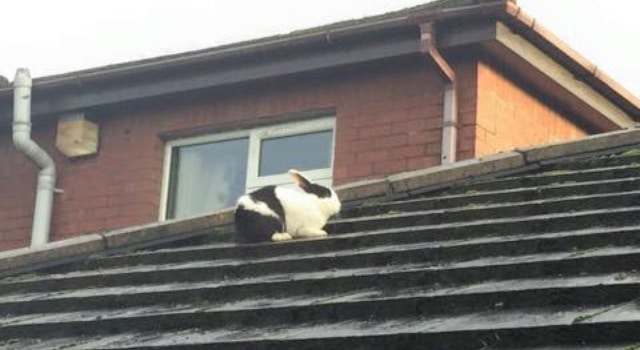 Les pompiers sauvent un lapin envolé sur un toit pendant une tempête