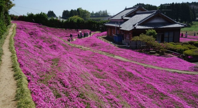 Il plante des milliers de fleurs pour « redonner le sourire » à son épouse aveugle