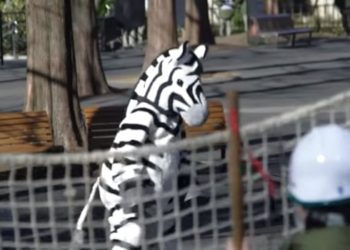 fausse évasion d'un zèbre au zoo