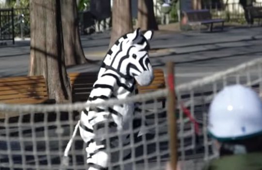 fausse évasion d'un zèbre au zoo