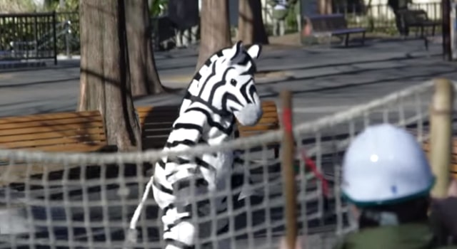 fausse évasion d'un zèbre au zoo