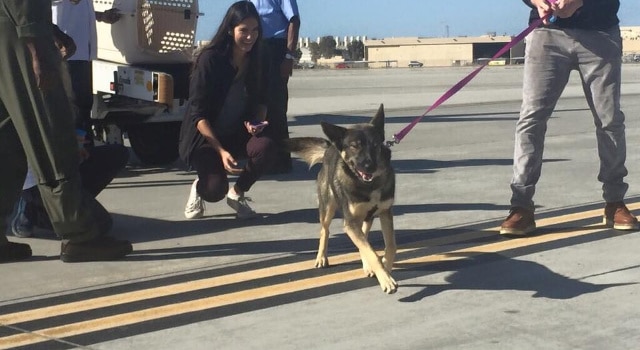 Une chienne retrouvée vivante après avoir passé cinq semaines seule sur une île