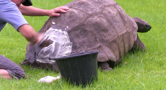 Une tortue lavée pour la première fois de sa vie à environ 184 ans