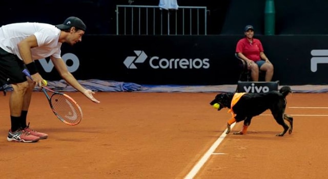 Des chiens ramasseurs de balles durant un match de tennis