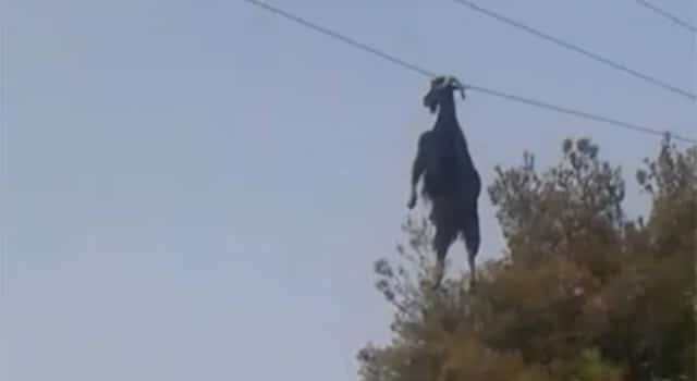 Le sauvetage WTF d’une chèvre suspendue par les cornes à un câble électrique