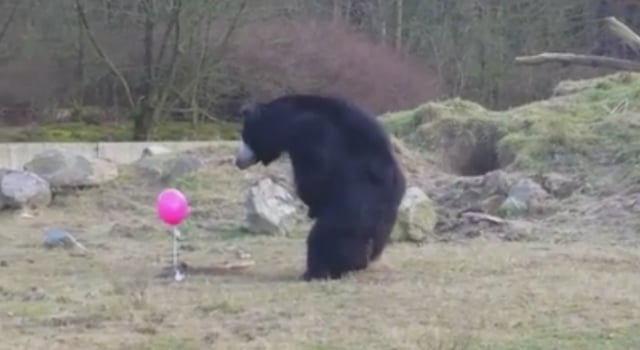 Des ours bruns intrigués devant un ballon gonflable