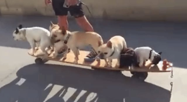 Six bulldogs skatent avec leur maître sur un longboard