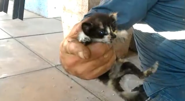 Des chatons sauvés après plusieurs jours passés sous terre