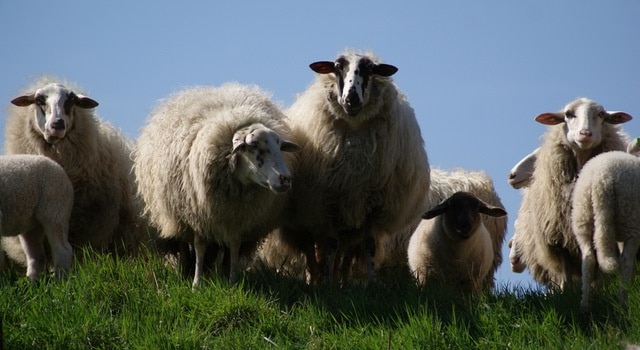 Des moutons drogués au cannabis sèment la pagaille