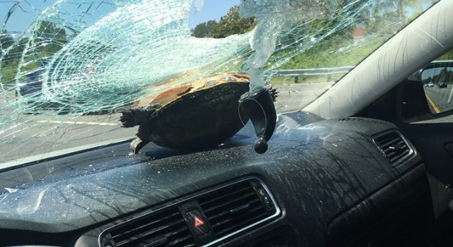 Une tortue traverse le pare-brise d’une voiture sur l’autoroute
