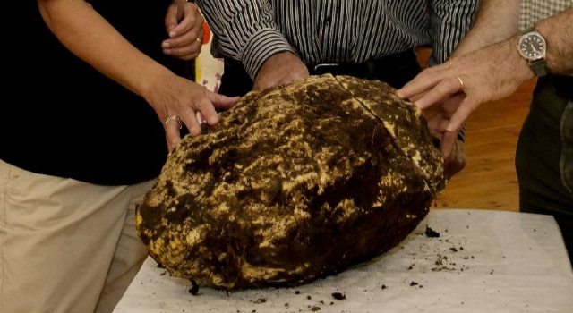 Du beurre vieux de plus de 2000 ans retrouvé « comestible »