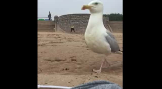 Un goëland essaie de voler un téléphone sur la plage