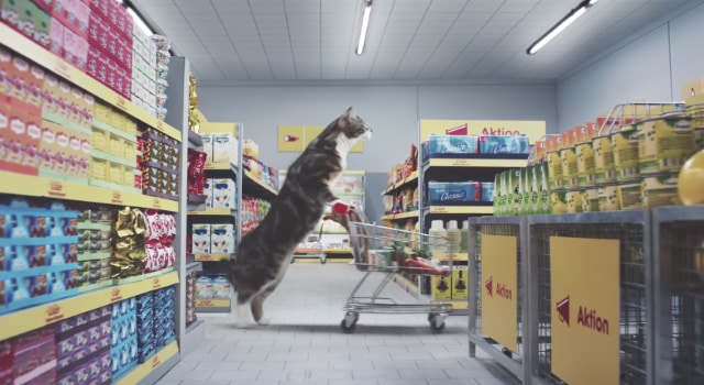 Quand des chats font leurs courses dans un supermarché