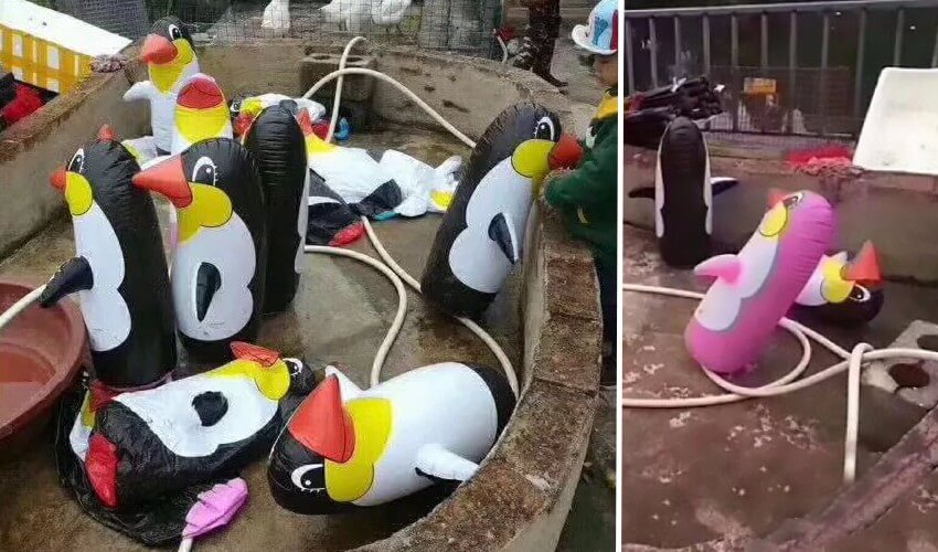 Des pingouins en plastique pour l’inauguration du zoo de Yulin