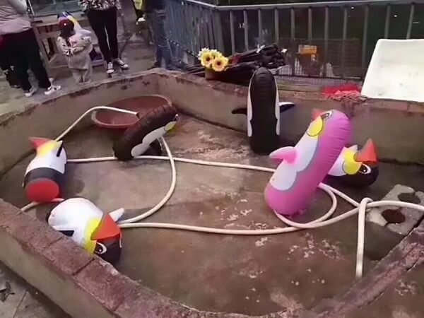 Des pingouins gonflables dans un zoo chinois