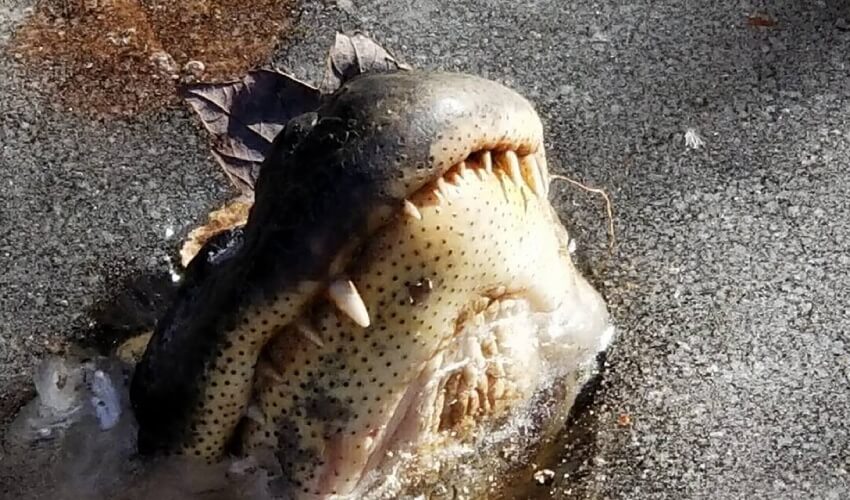 Comment les alligators survivent dans l’eau glacée ?