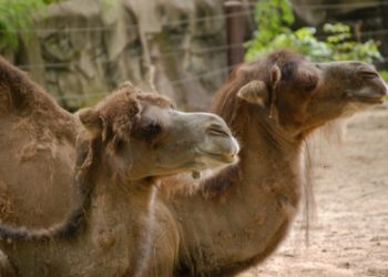 Des chameaux exclus d'un concours de beauté à cause du botox