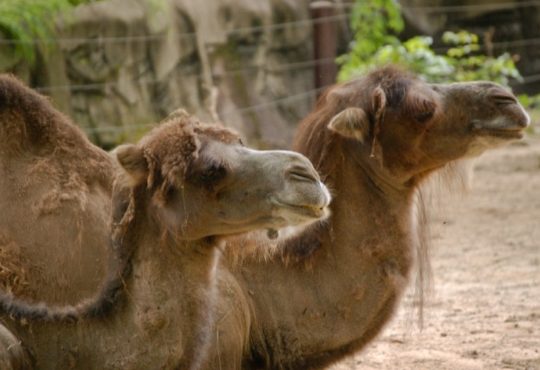Des chameaux exclus d'un concours de beauté à cause du botox