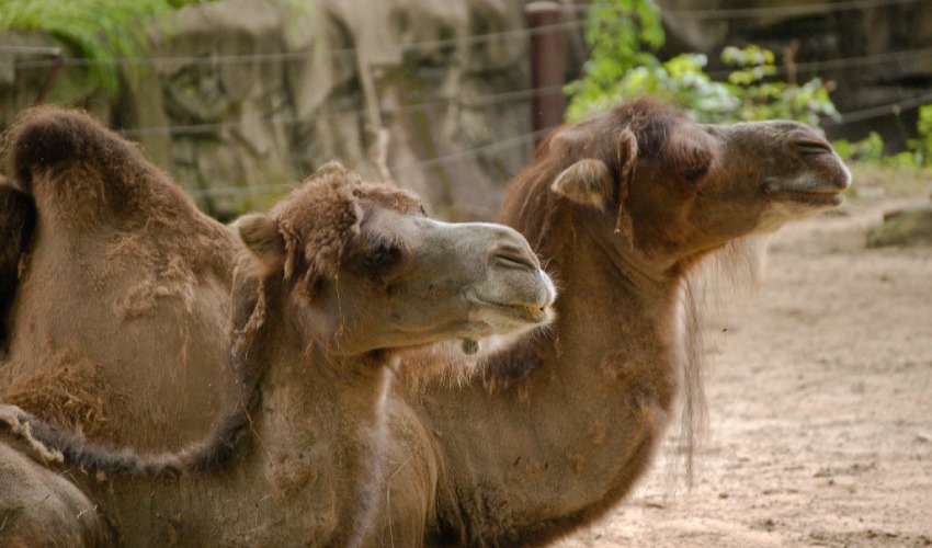 Des chameaux exclus d’un concours de beauté pour avoir subi des injections de botox