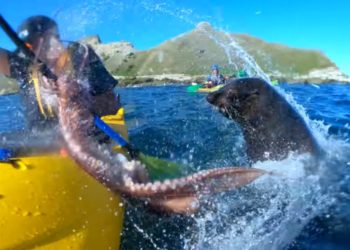 Kayakiste frappé par poulpe en Nouvelle-Zélande