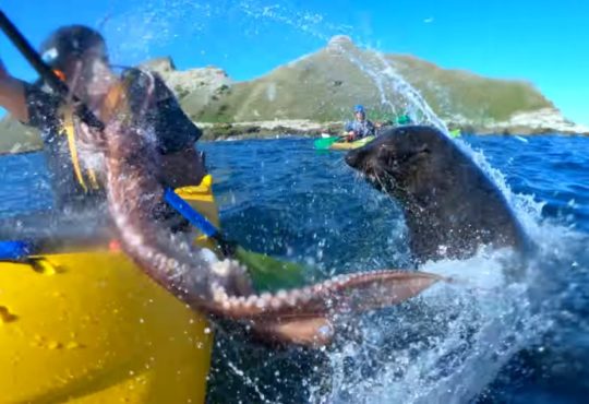 Kayakiste frappé par poulpe en Nouvelle-Zélande