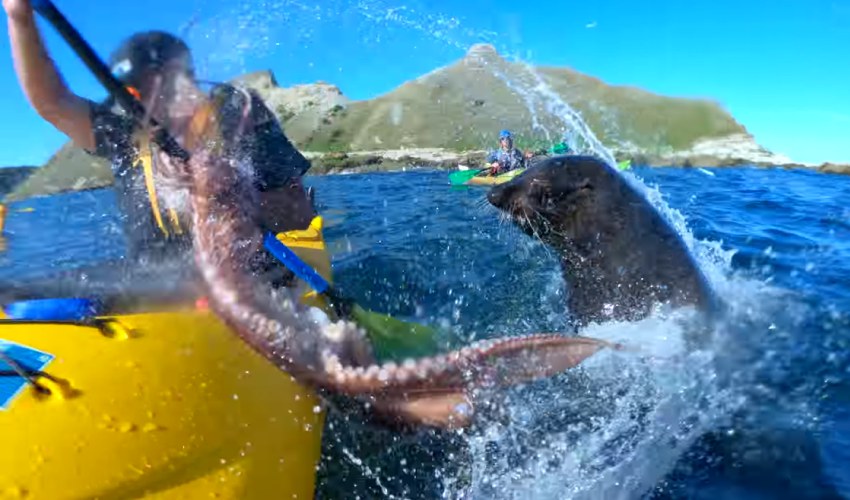 Un phoque se sert d’un poulpe pour gifler un kayakiste